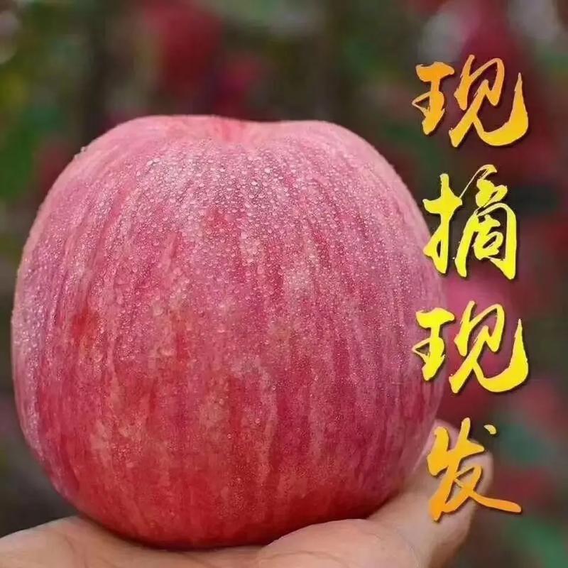 红富士苹果介绍的相关图片