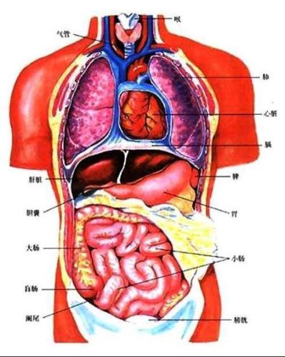 肚脐连着什么器官的相关图片