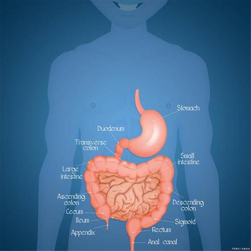 肠胃图片位置图的相关图片