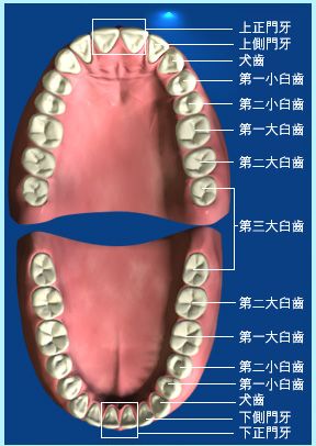 臼齿是哪个牙齿的相关图片