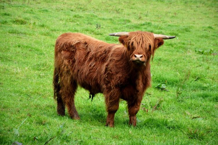 苏格兰高地牛的相关图片