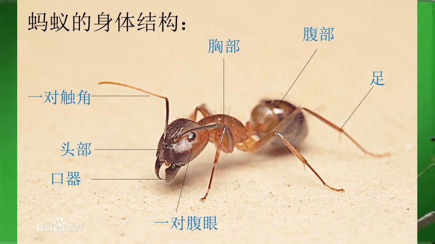 蚂蚁是二维生物吗的相关图片