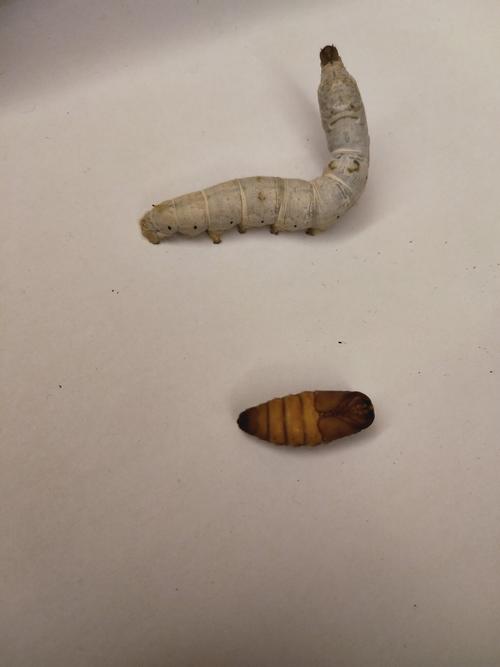 蚕蛹是什么的幼虫的相关图片