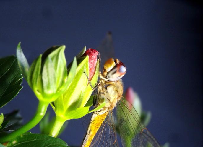 蜻蜓吃什么东西的相关图片