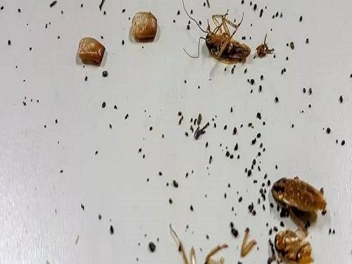 蟑螂粪便有毒吗的相关图片