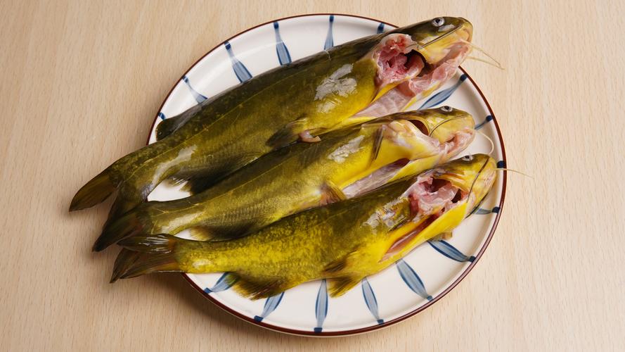 黄骨鱼吃什么食物的相关图片