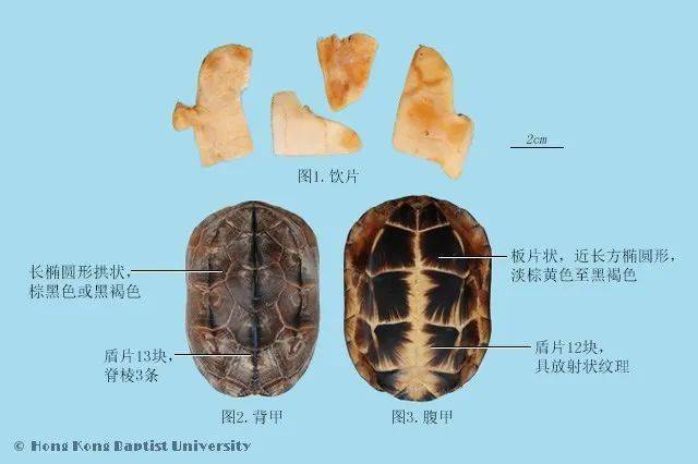 龟甲和鳖甲的区别的相关图片